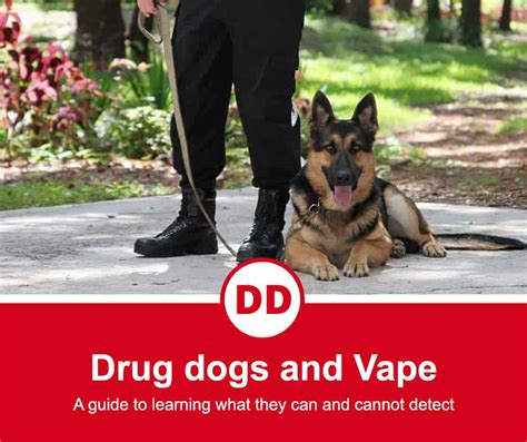 Can drug dogs smell thc vape pens. Things To Know About Can drug dogs smell thc vape pens. 